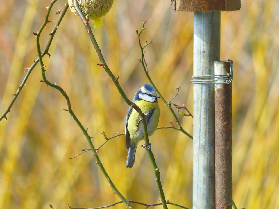 Parus caeruleus paridae small bird