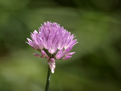 Garden chive flowers spice photo