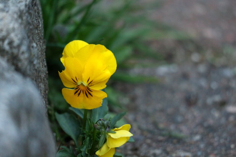 Plant petals flower garden