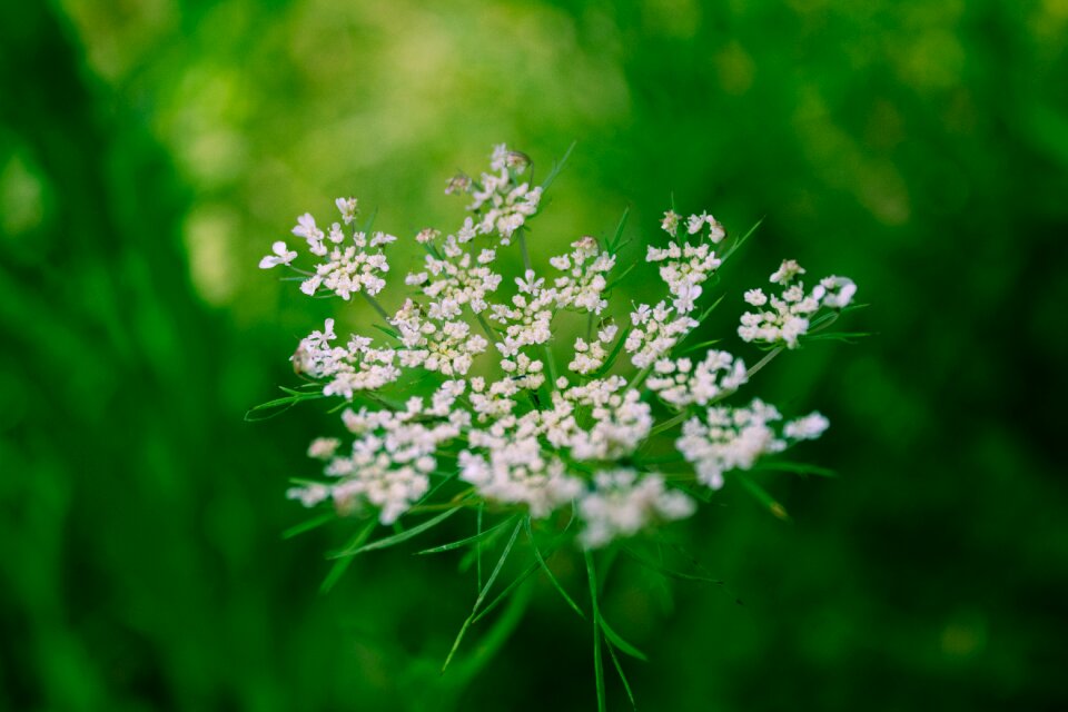 Nature spring flowers
