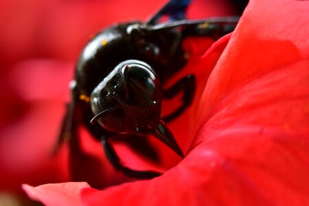 Close up focus nature