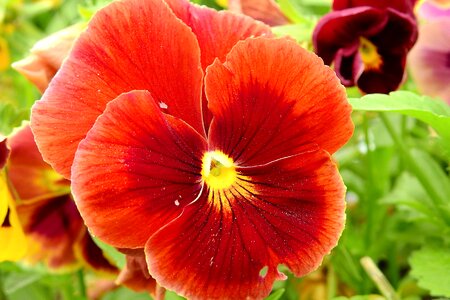 Colorful garden flower