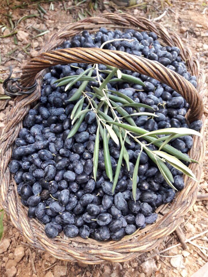 Olive agriculture food