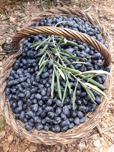 Olive agriculture food
