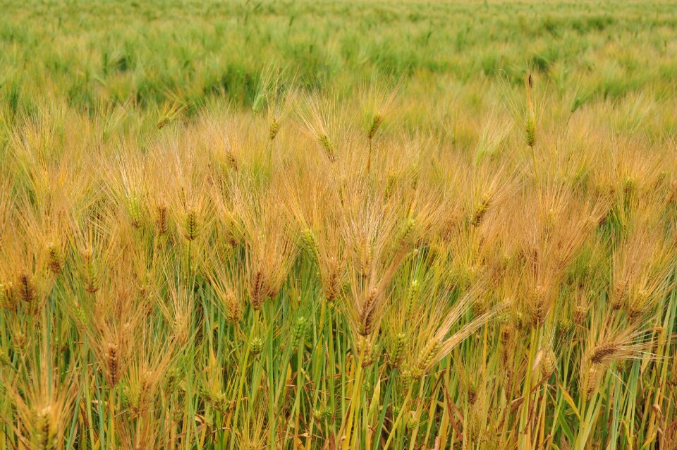 Plants summer nature