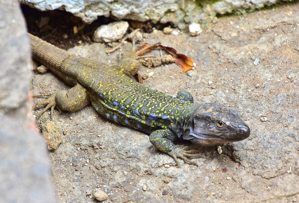 Green nature reptile