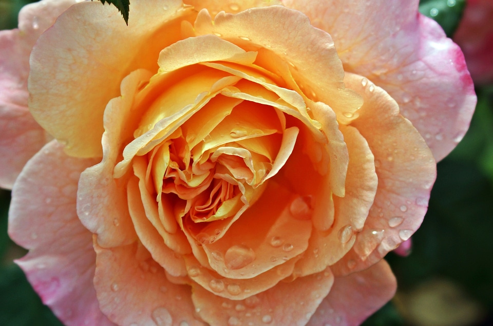 Yellow pink blossom