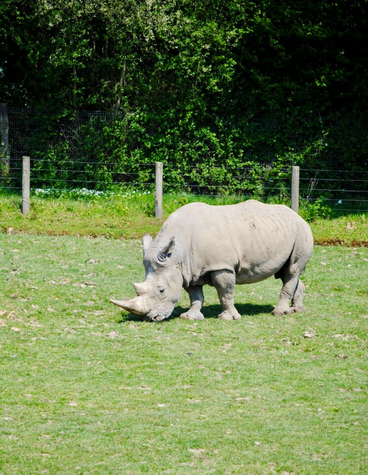 Rhino cerza savannah