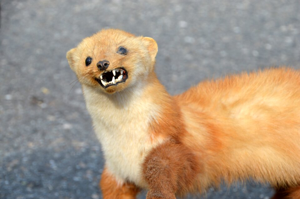 Mammal animal fauna