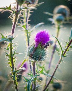 Purple bloom bud