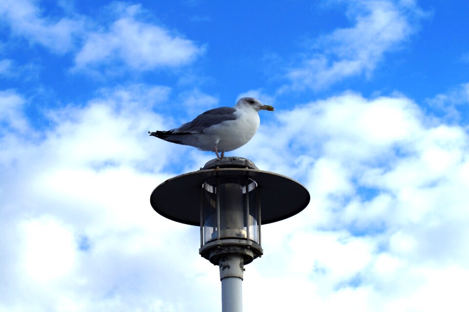 Water bird sky seevogel