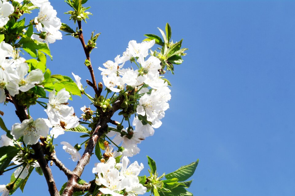 Sky cherry flowering
