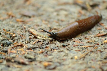 Snail snails molluscs