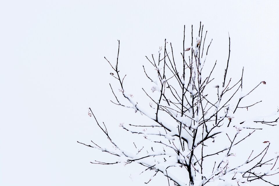 Without leaves snow snowy