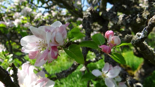 Spring spring flower pink