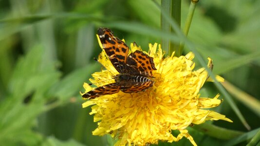 Insect nature wings photo