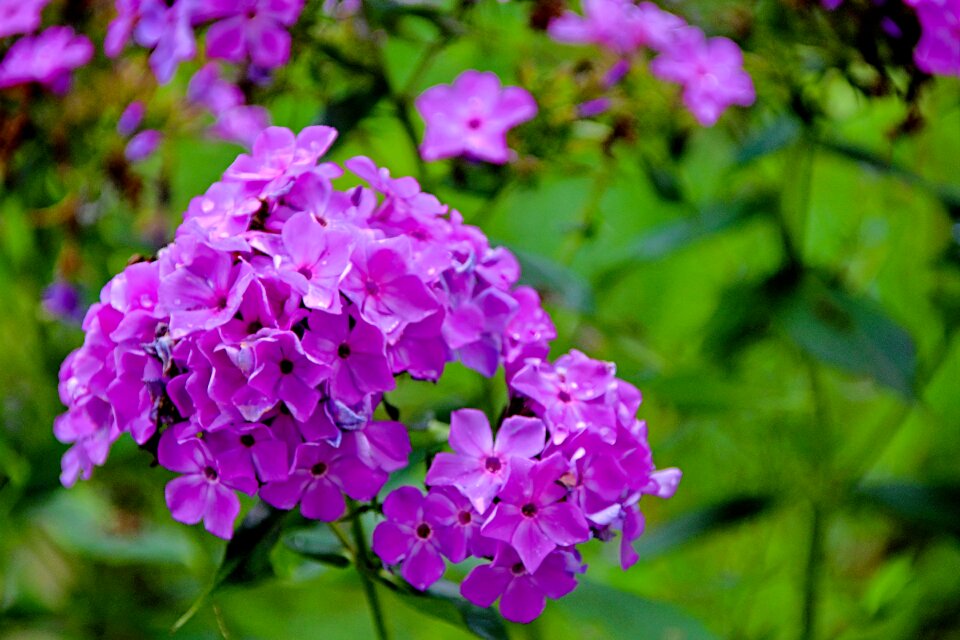 Blossom nature plant photo