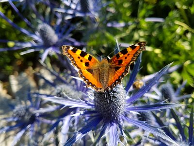 Garden butterfly