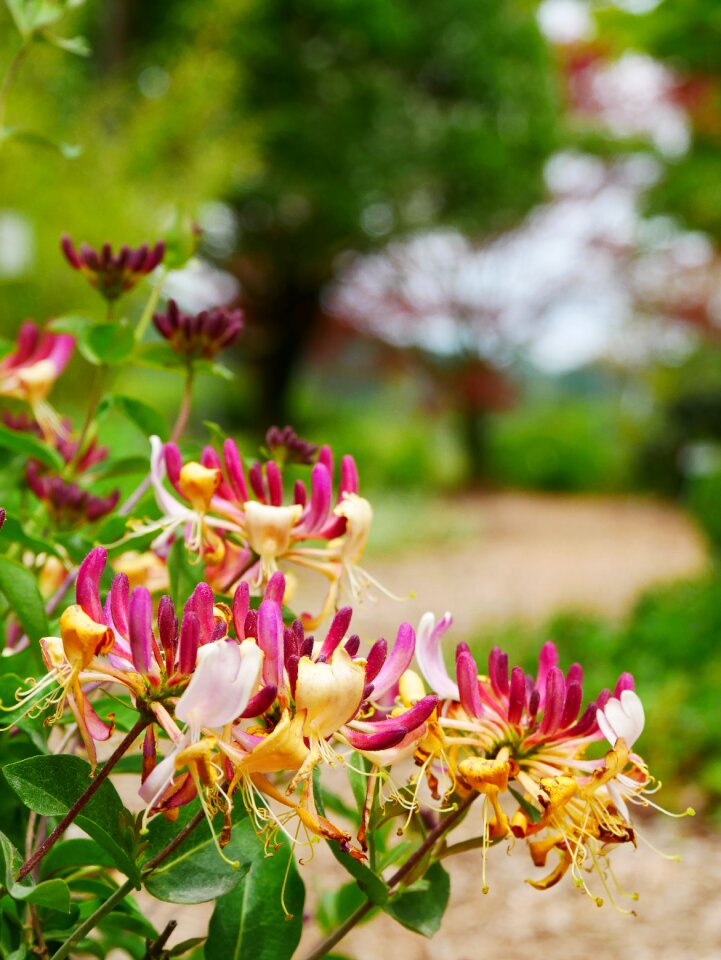 Lonicera flower climber plant