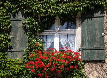 Climber plant geranium flowers