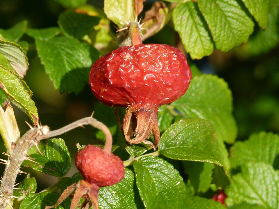 Fruit hip wild brier