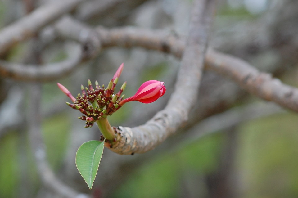 Springtime floral blossom
