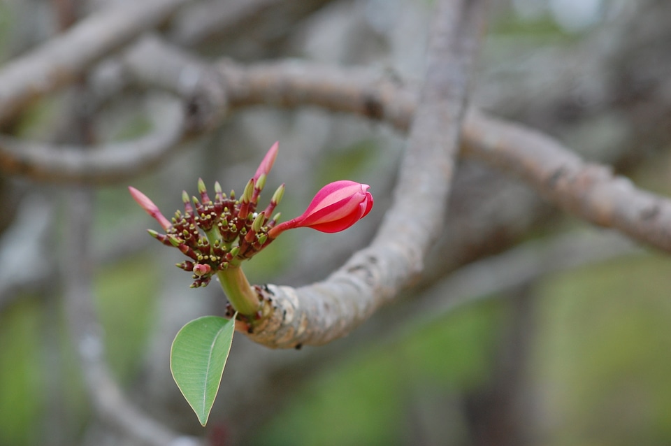 Springtime floral blossom photo