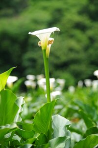 Inflorescence nature white