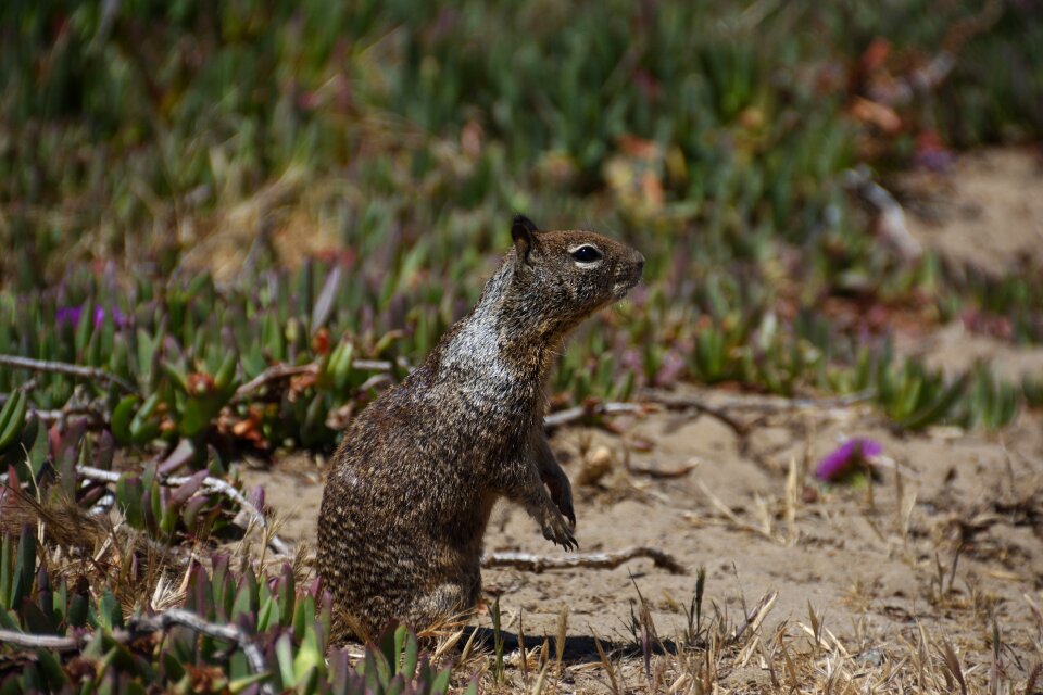Squirrel in the free rodent