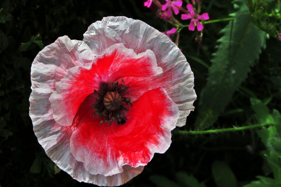 Nature flowers vegetable