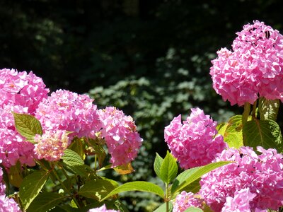 Blossom flower plant photo