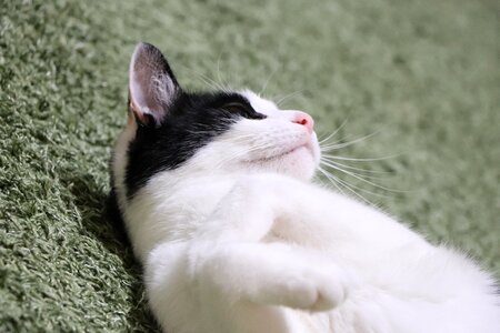 Cat kitten black and white photo