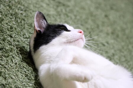 Cat kitten black and white