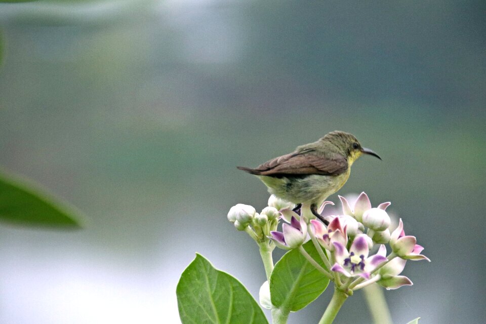 Nature small bharat