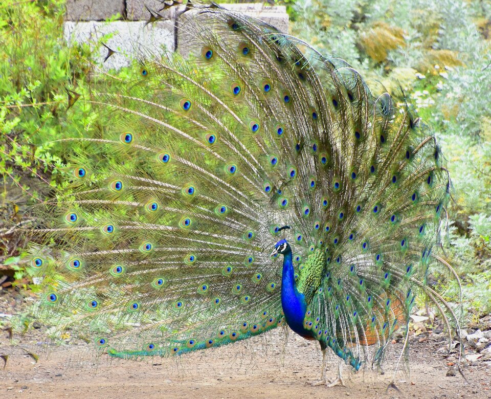 Iridescent plumage beautiful