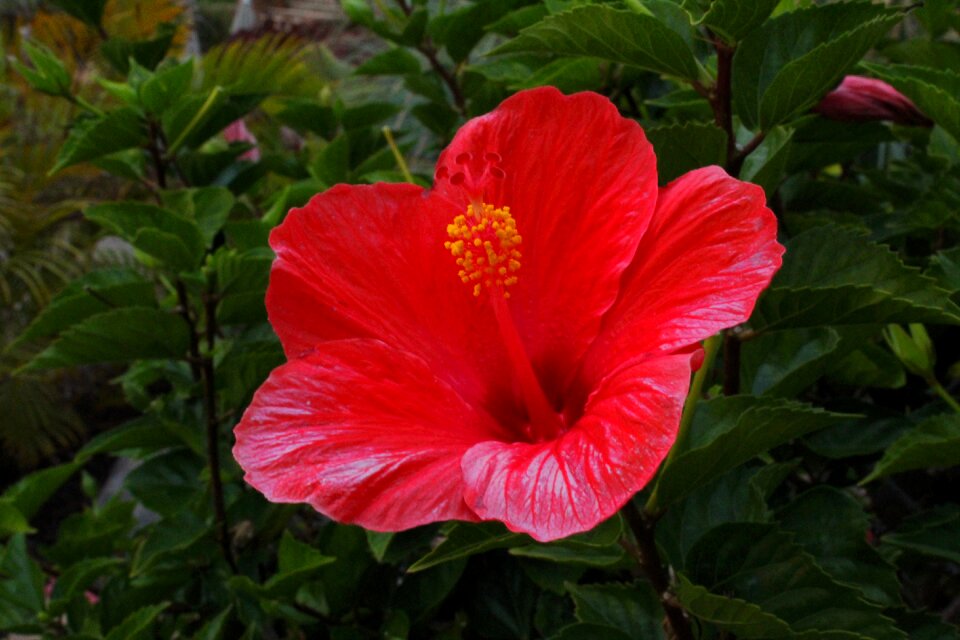 Red nature plant