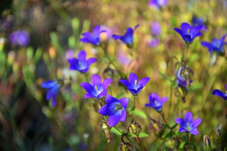 Nature flora purple flowers photo