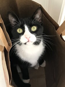Kitten cat photo