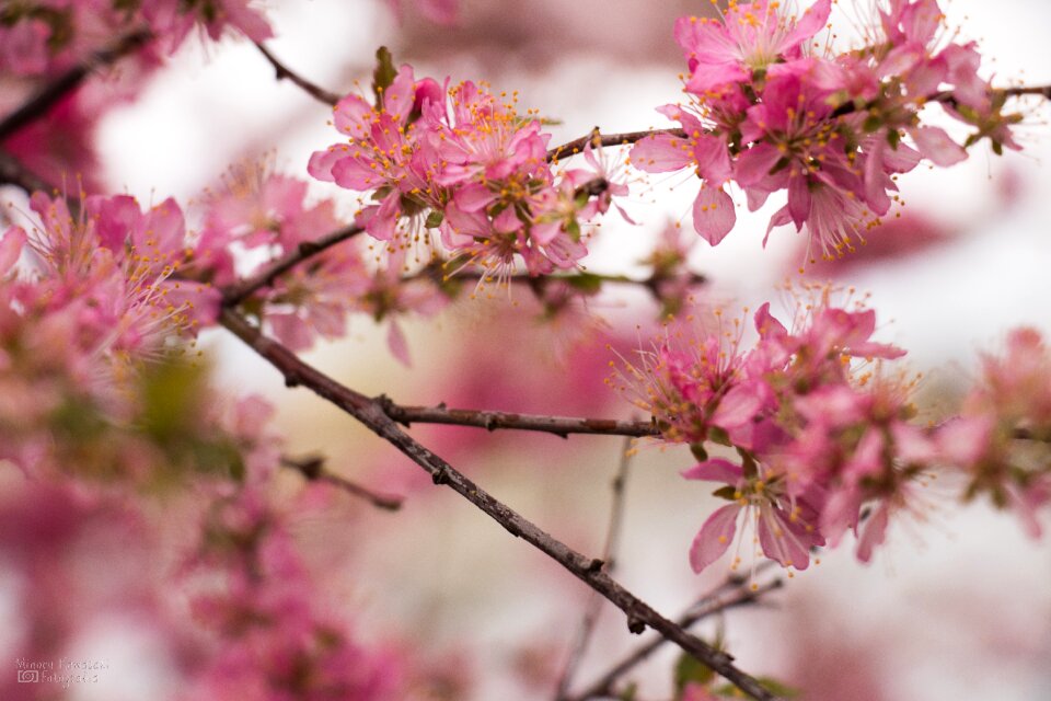 Cherry japan natural