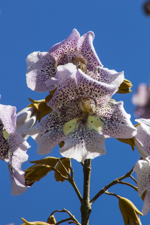 Fancy plants petals