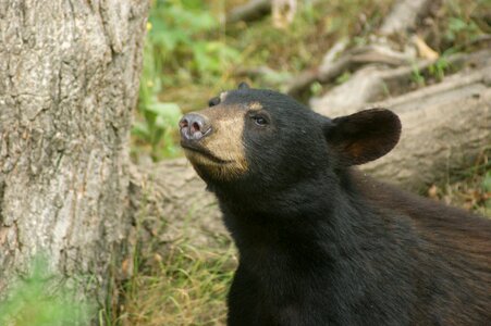 Black bear animal