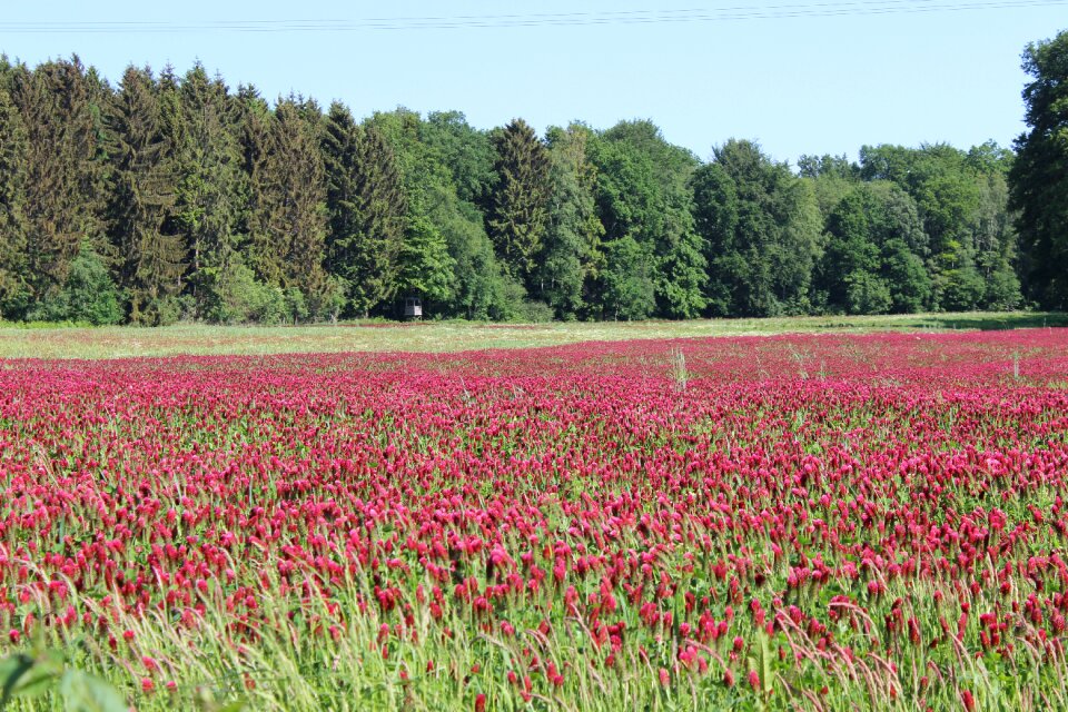 Bloom meadow summer meadow