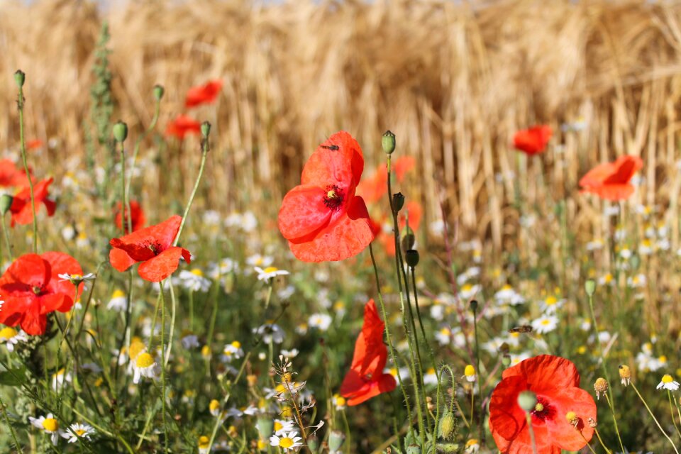 Summer klatschmohn wild flowers