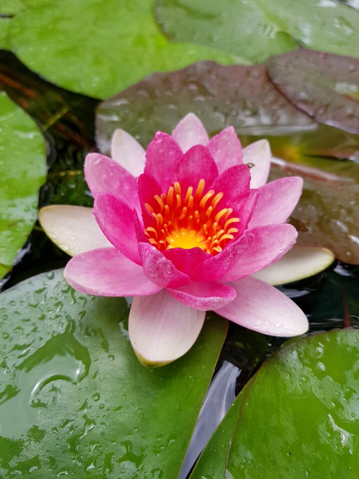 Lotus pink flower
