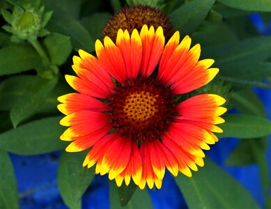 Flower yellow garden