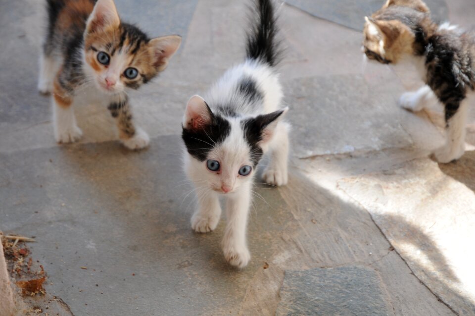 Cats cats in the street cat