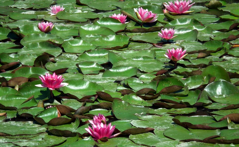 Pink nature summer