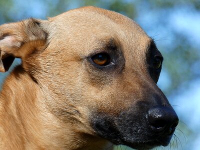 Animal cinnamon brown photo