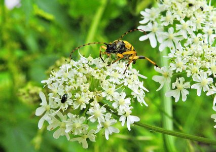 Nature animal macro photo