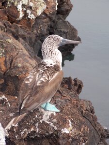 Galápagos pacific wildlife